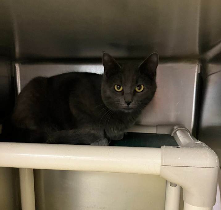 Photo of Artemis