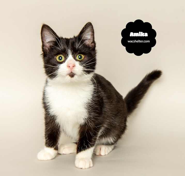 Photo of AMIKA