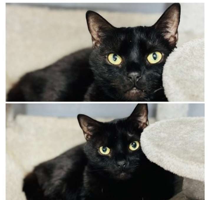 Photo of Ace aka Jet