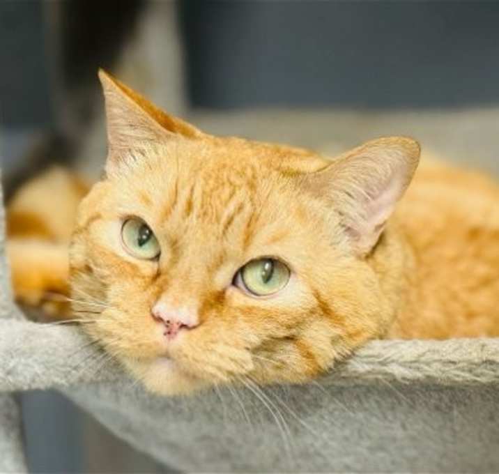 Photo of RUSTY