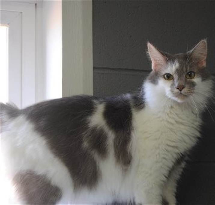 Photo of Presley