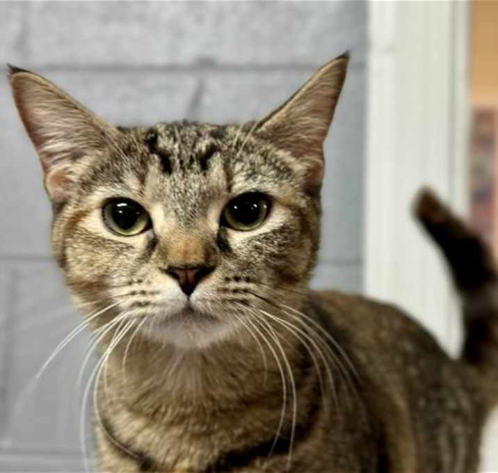 Photo of TESS