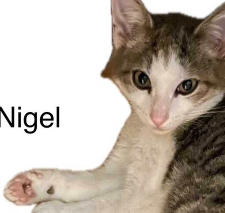 Photo of Nigel