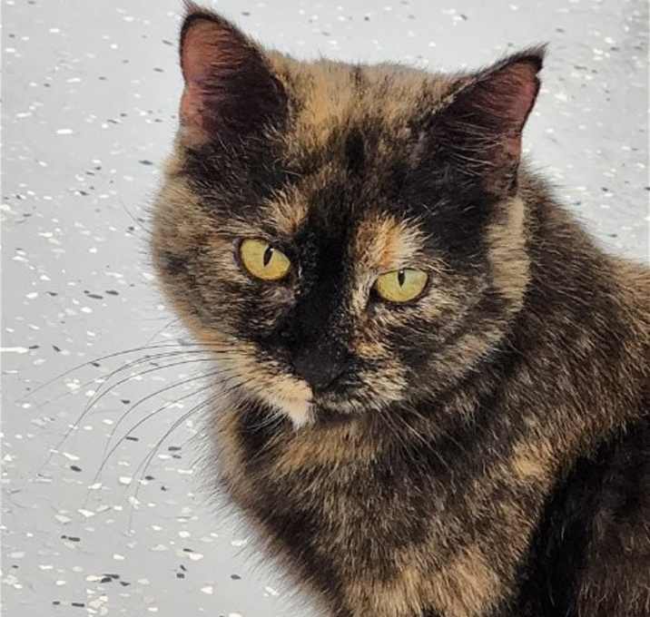 Photo of Freckles