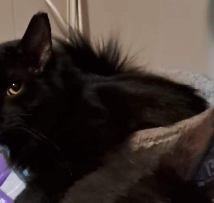 Photo of Otto