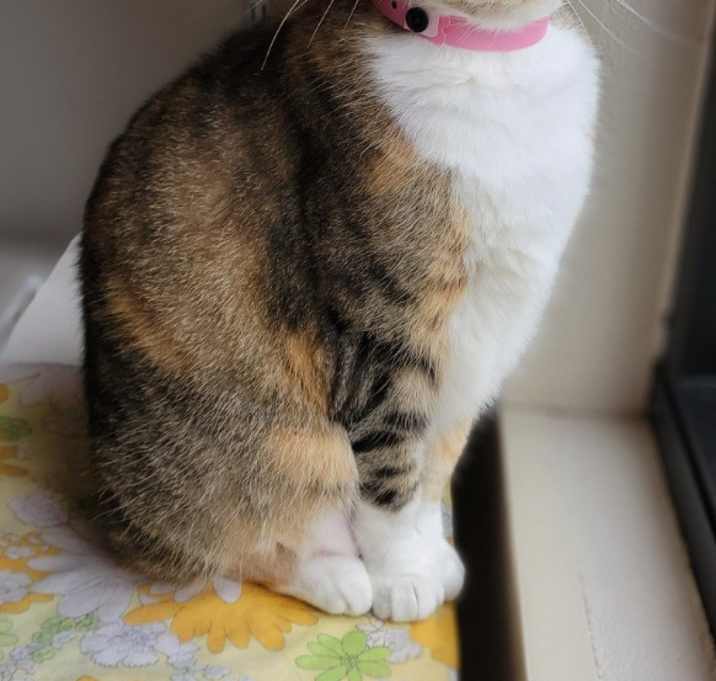 Photo of Scarlet