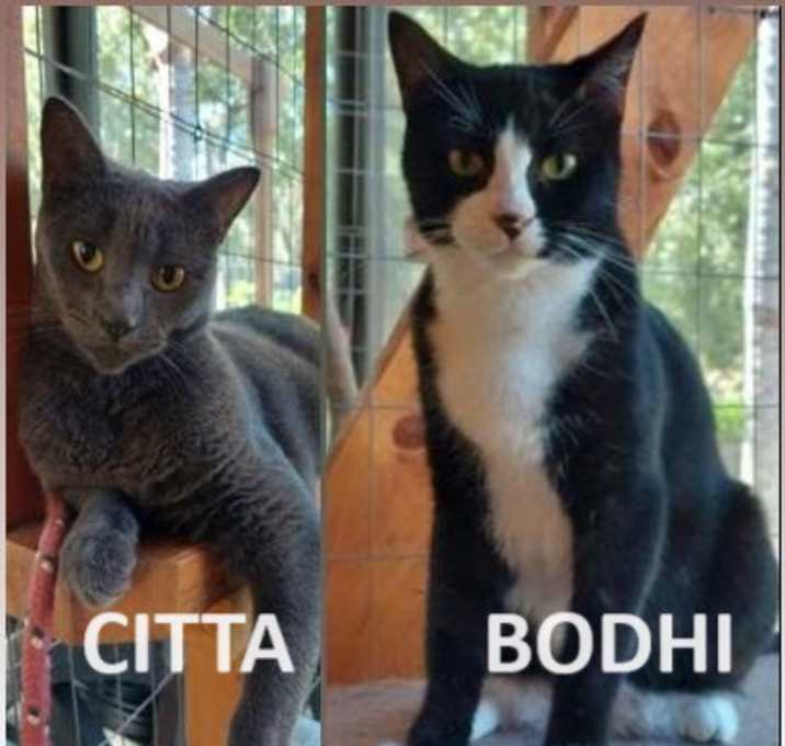 Photo of Bodhi & Citta (PAIR)
