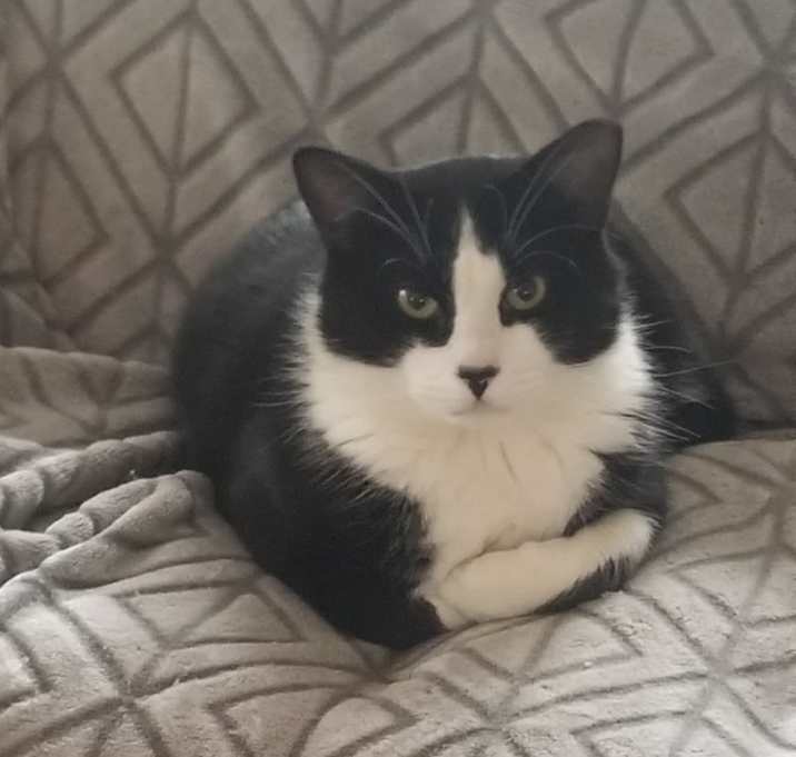 Photo of Fig