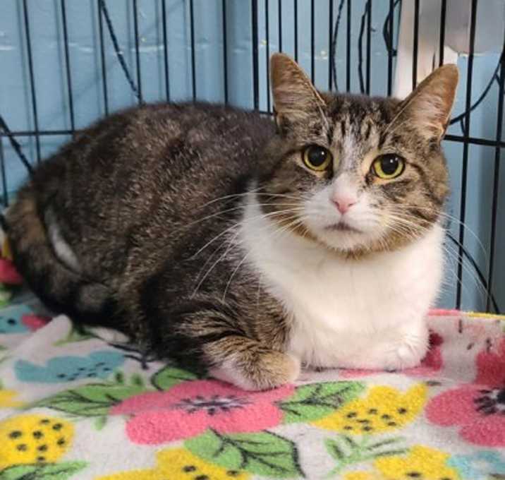Photo of 6214 (Willow)