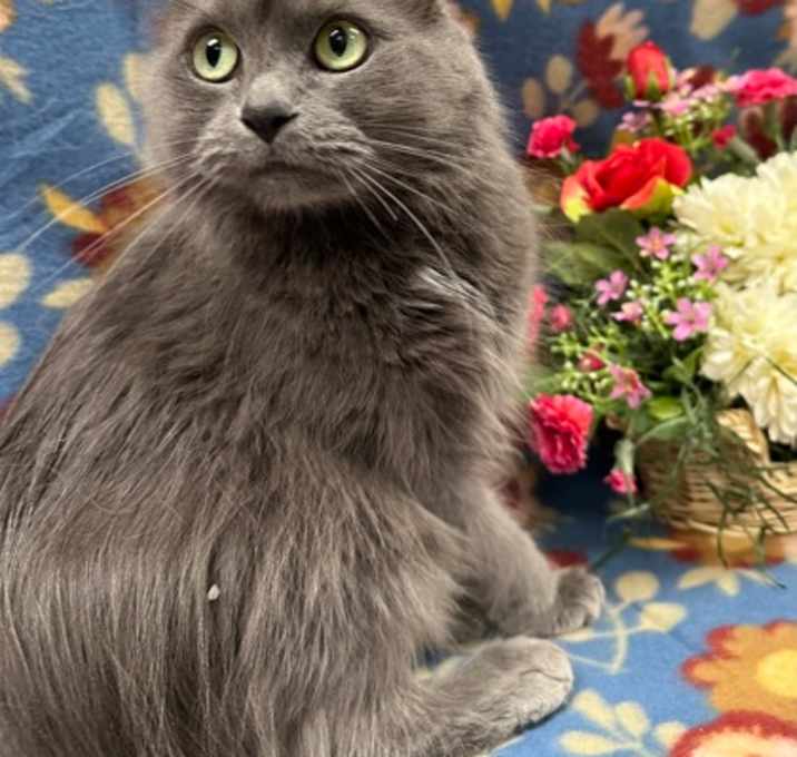 Photo of Suni