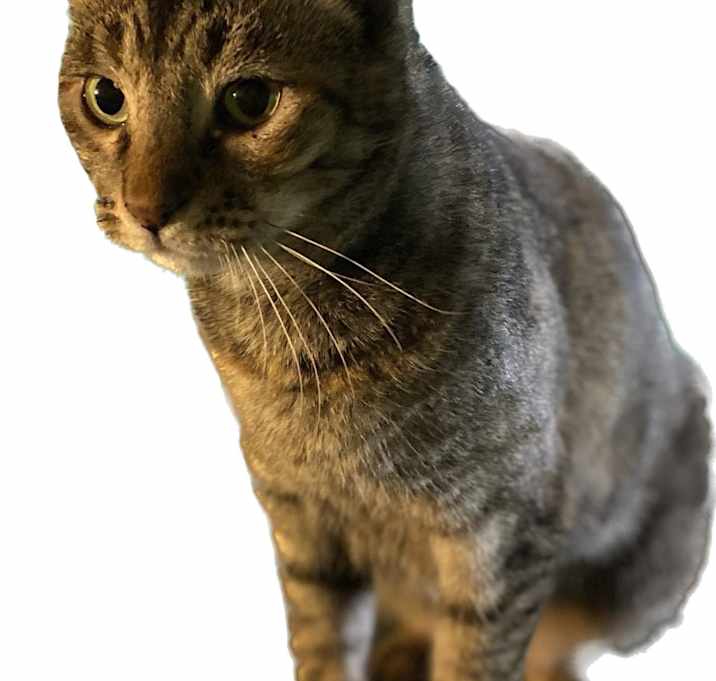 Photo of Luna