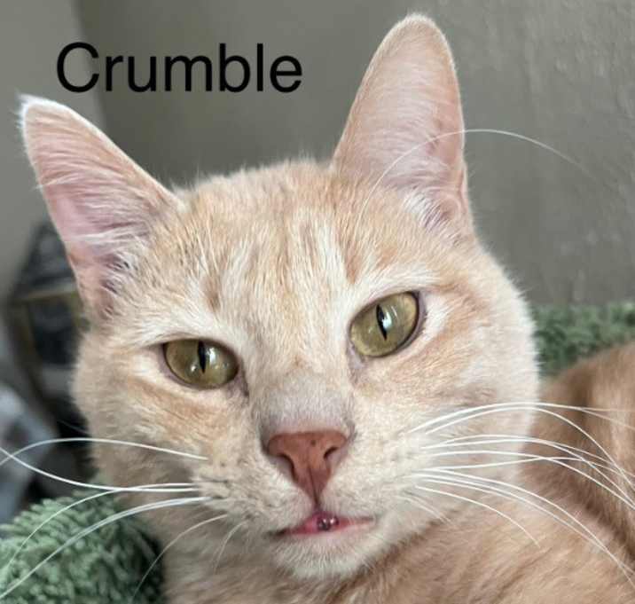 Photo of Crumble (Bonded with Cookie)