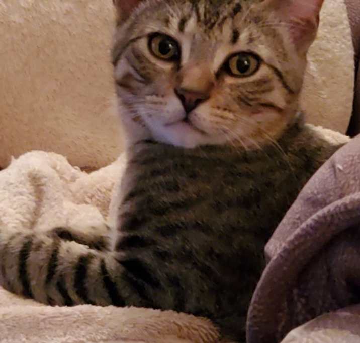 Photo of Oscar