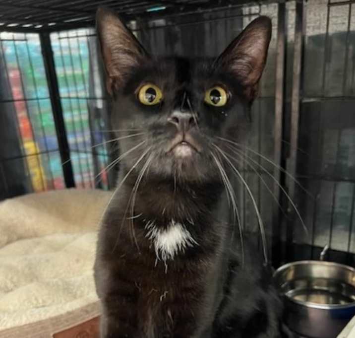 Photo of Dart