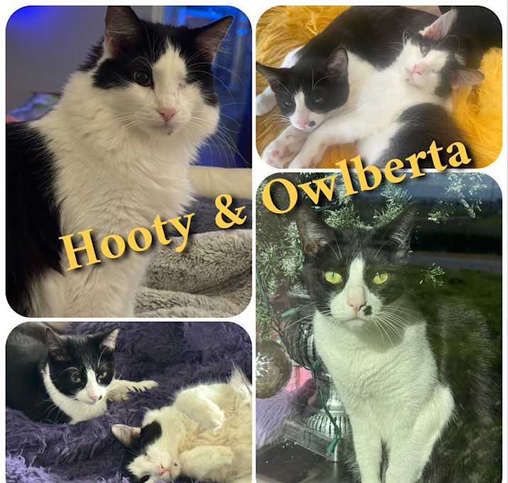 Photo of Hooty & Owlberta