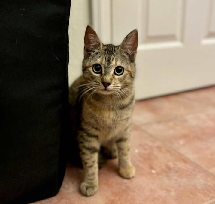 Photo of Moxi