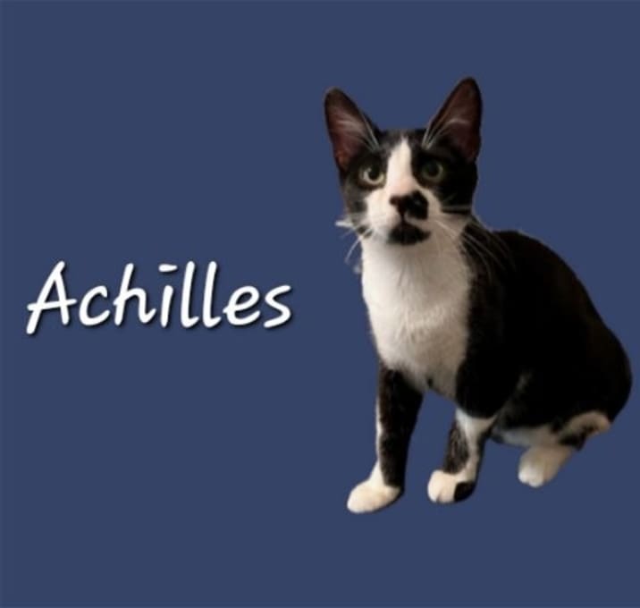 Photo of Achilles #Tuxedo-Boy