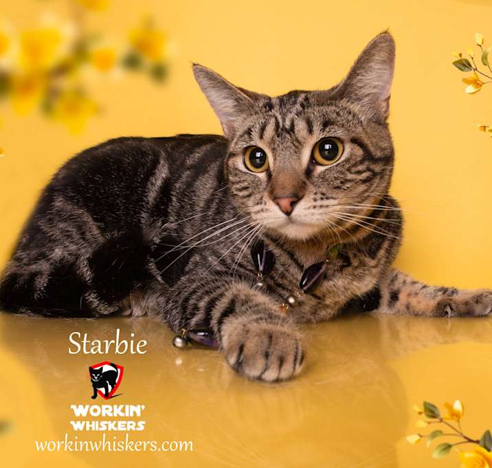 Photo of STARBIE