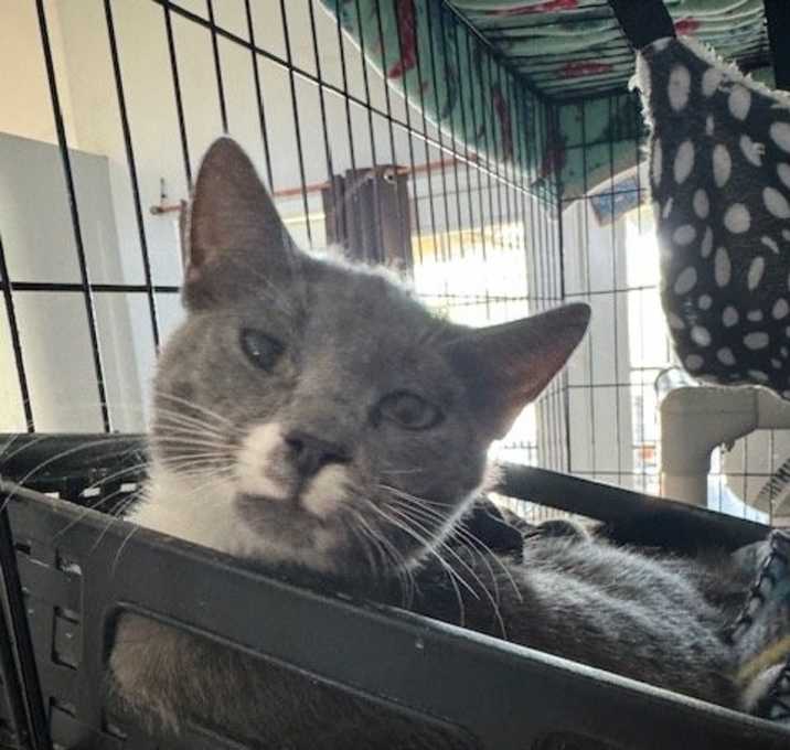 Photo of Biscuit