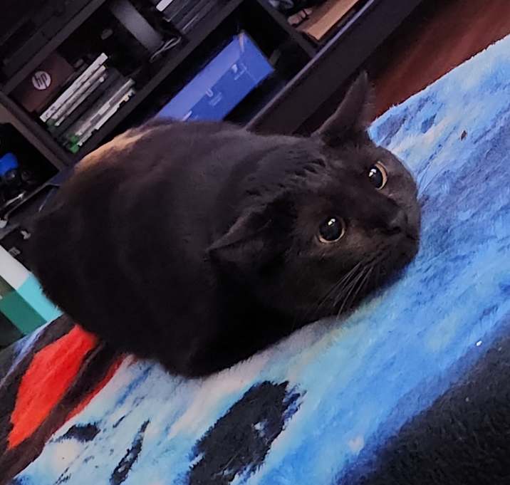 Photo of Moonie