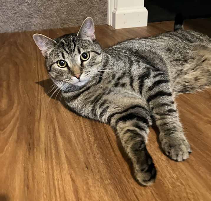 Photo of Peanut
