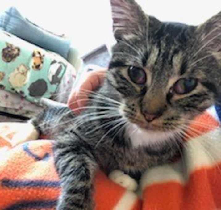 Photo of Hansel