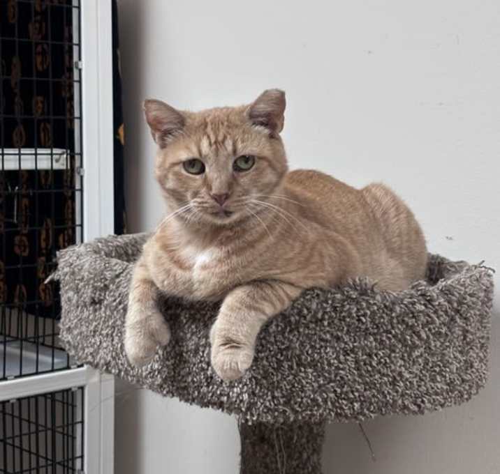 Photo of Valentine