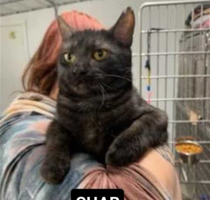 Photo of Char