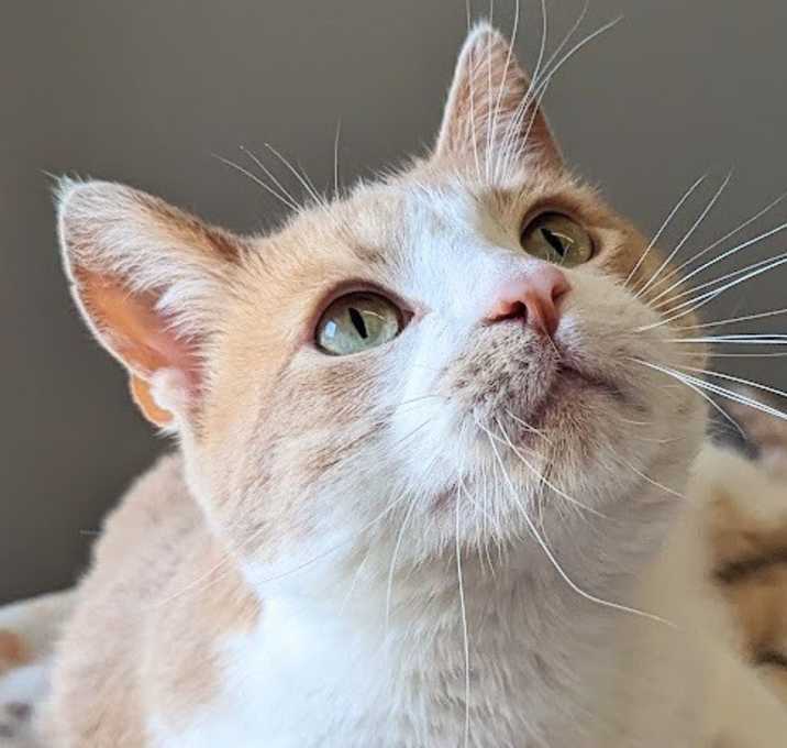 Photo of Yahtzee