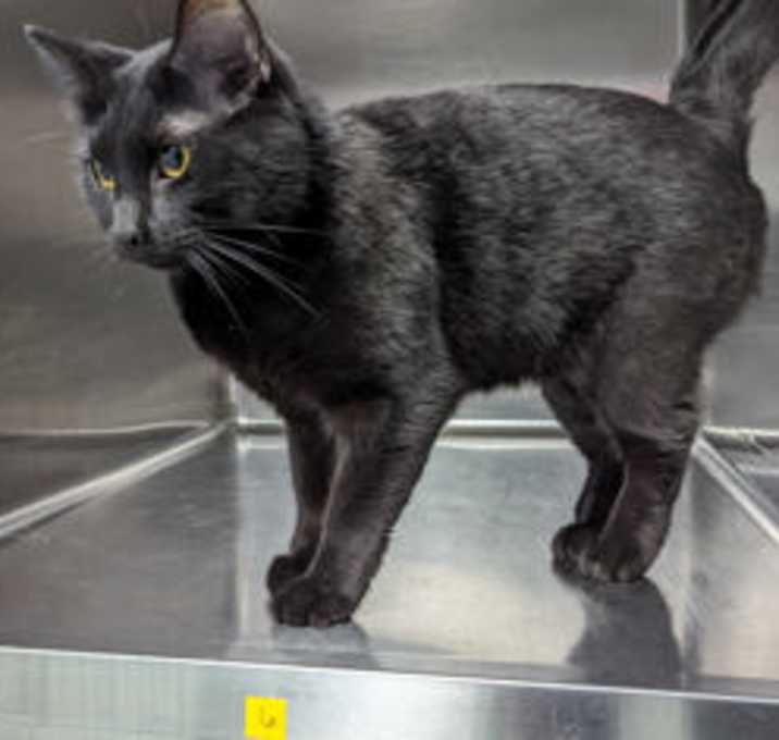 Photo of Puma