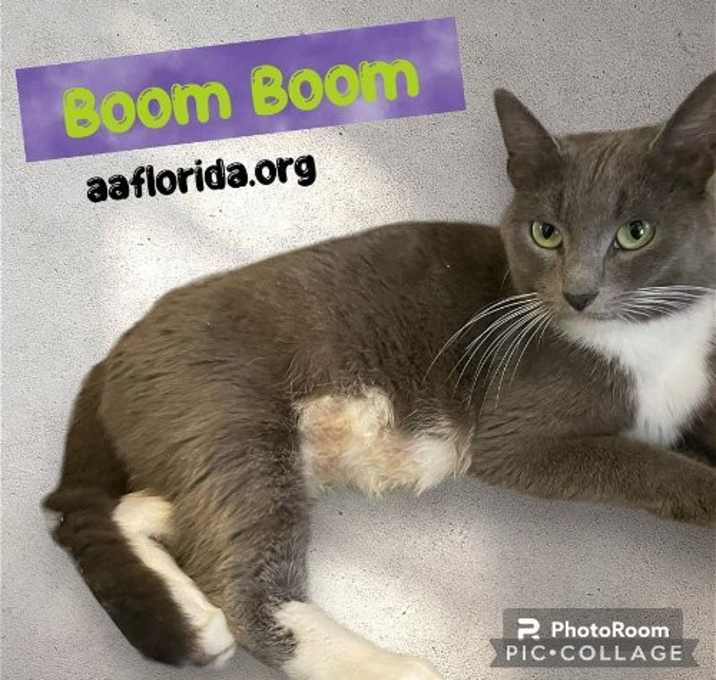 Photo of Boom Boom