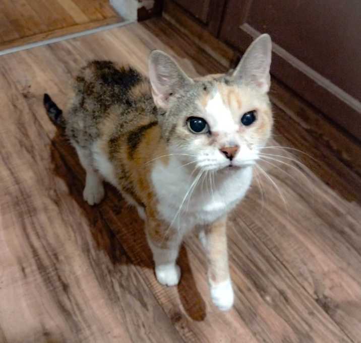 Photo of Miss Pickles