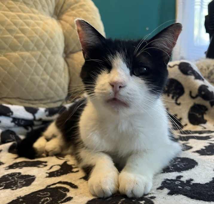 Photo of LOUIE - ANGELO