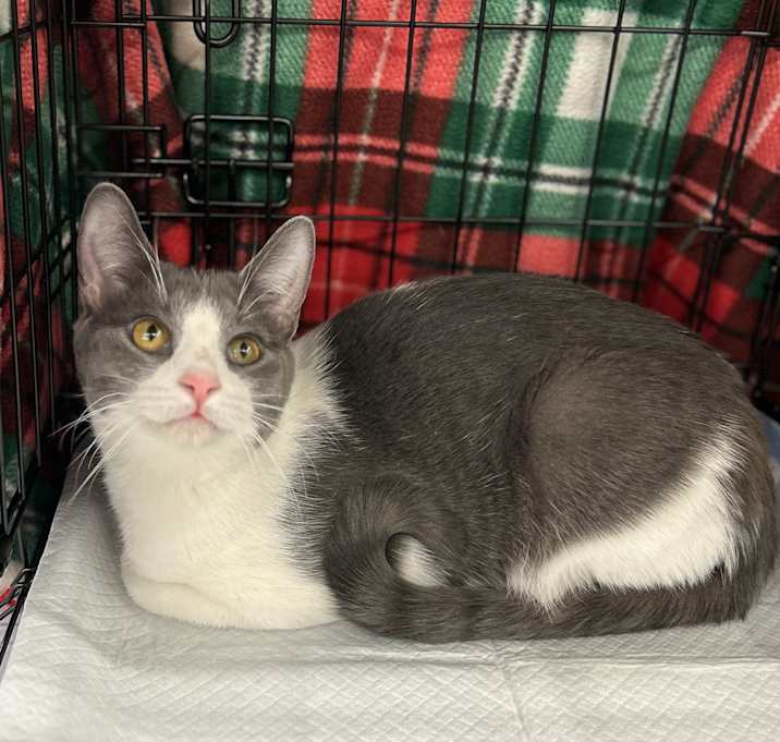 Photo of Anchovy