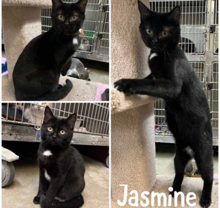 Photo of Jasmine
