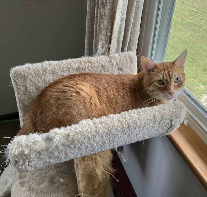 Photo of Goldie