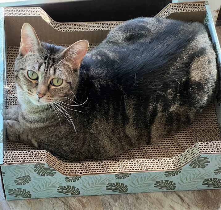 Photo of Nala