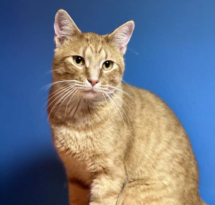 Photo of Tango
