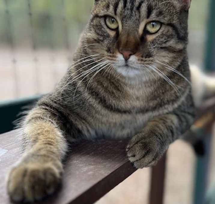 Photo of Gizmo