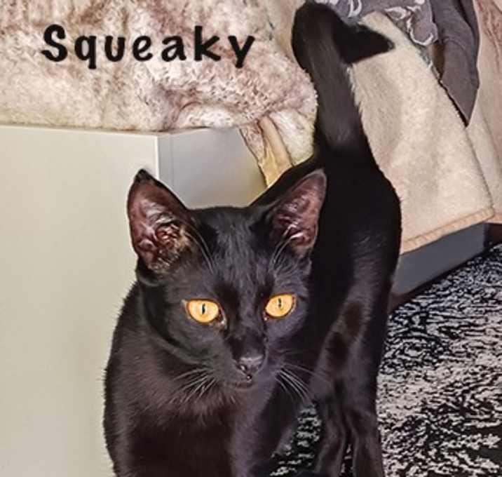Photo of Squeaky