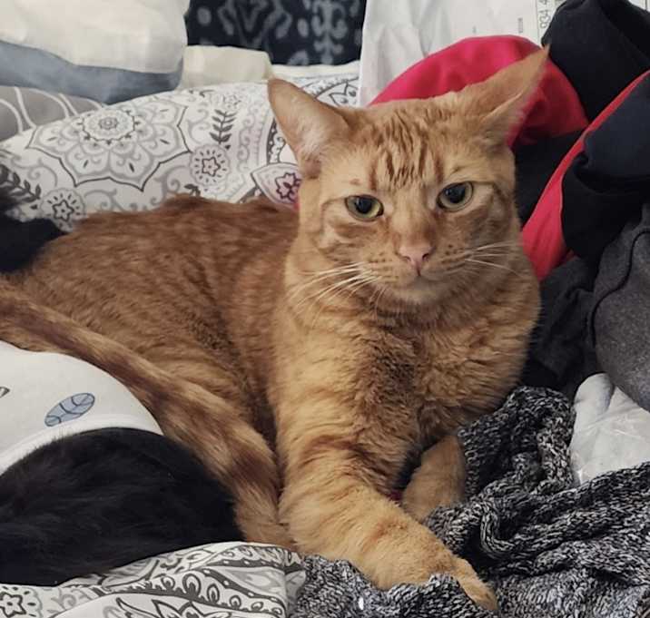Photo of Shi-Shi (bonded to Mousie)