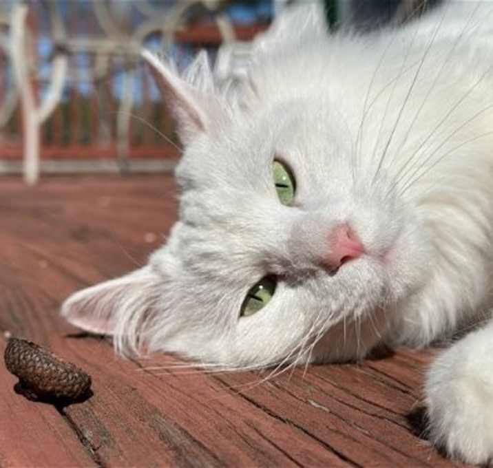 Photo of ARTIE (COURTESY POST)