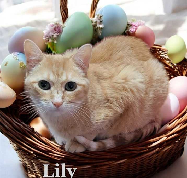 Photo of Lily