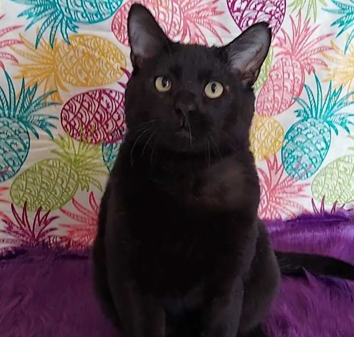 Photo of Moose