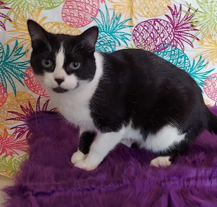 Photo of Twinkie