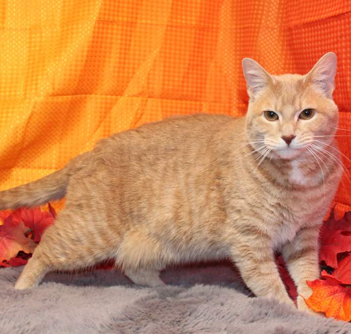 Photo of Scarlett