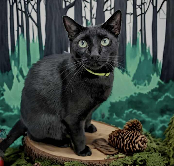 Photo of Finn