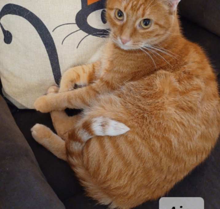 Photo of Ajax - shy & cuddly