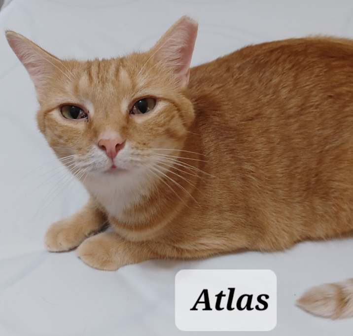 Photo of Atlas - shy & cuddly