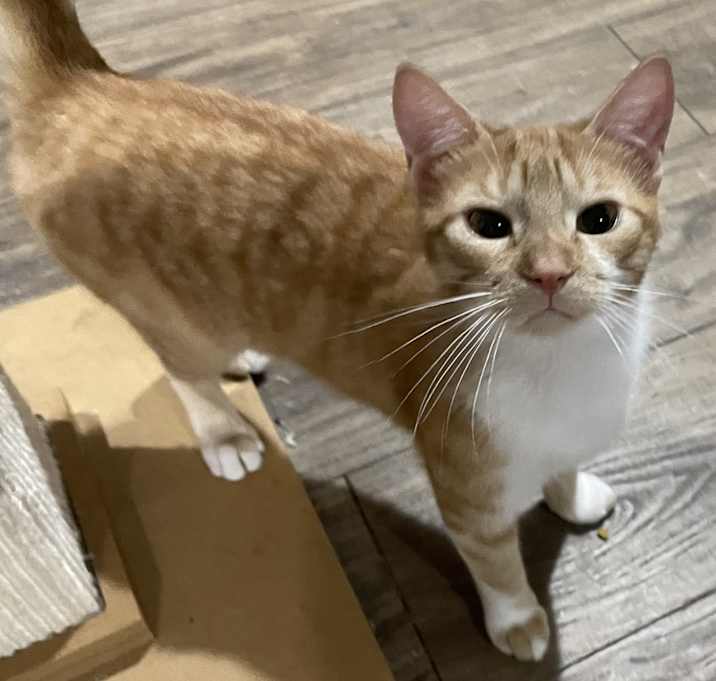 Photo of Milo